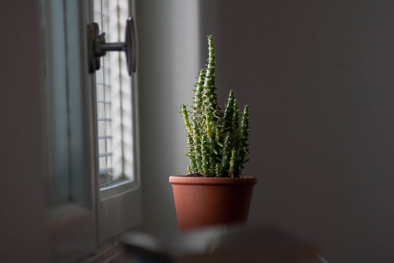 Personal Growth Image